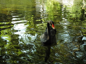 Swan swimming in lake