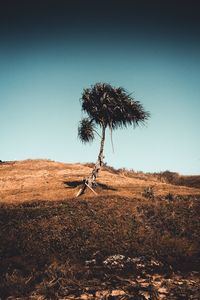 Plant on land against clear blue sky