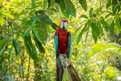 Close-up of bird perching on tree