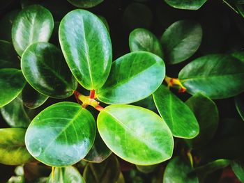 High angle view of fresh green leaves