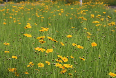 Close-up of yellow flowers growing in field