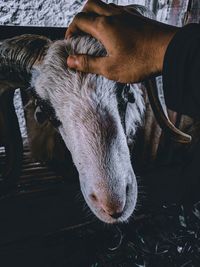 Close-up of man eating hand