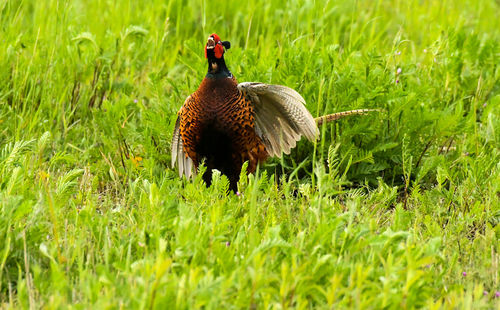 Mallard duck on field