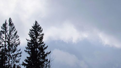 Low angle view of tree against sky