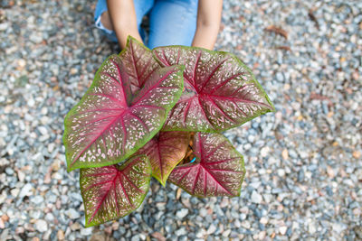 Close-up of person on maple leaves during autumn