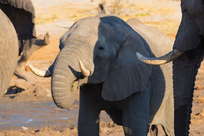 Close-up of elephants standing outdoors