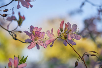 Close-up of pink flowering plant