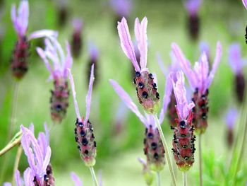 Close-up of bumblebee pollinating on lavender