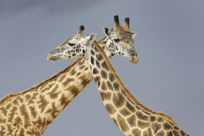 Close-up of giraffe against clear sky