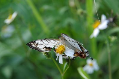 Close-up of butterfly pollinating on flower