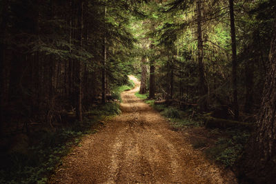 Dirt road amidst trees in forest