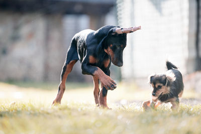 Dogs playing on field