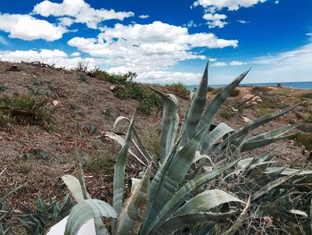 Plants growing on field against sky