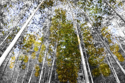 Low angle view of bamboo trees against sky