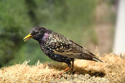 Close-up of a bird