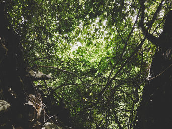 Low angle view of trees in forest