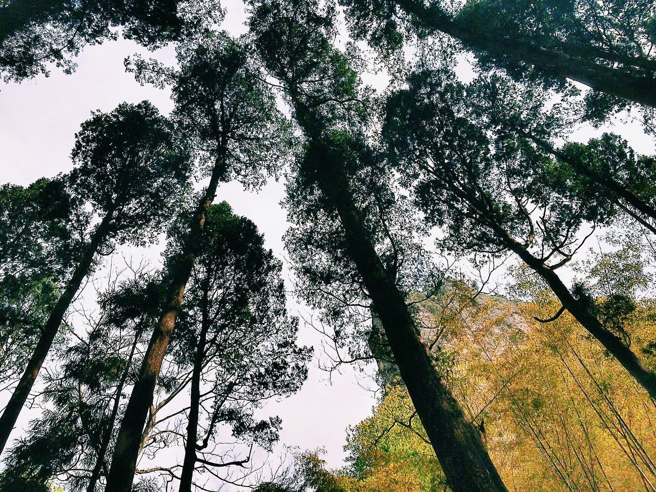 tree, low angle view, growth, branch, tree trunk, sky, nature, tranquility, beauty in nature, sunlight, clear sky, day, outdoors, no people, scenics, tranquil scene, tall - high, silhouette, green color, forest