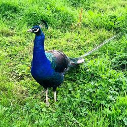 High angle view of peacock