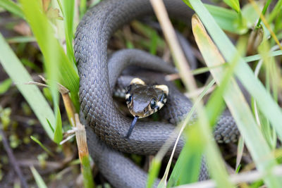 Close-up of lizard on grass