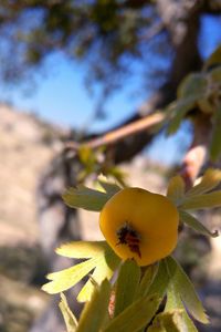 Close-up of yellow flower growing on branch