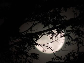 Low angle view of silhouette tree against sky at night