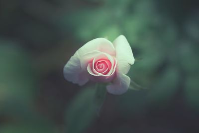 Close-up of rose blooming outdoors