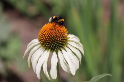 Close-up of insect on flower