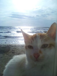 Portrait of cat on beach against sky