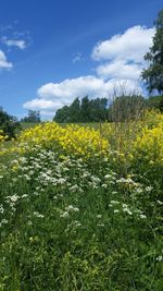 Scenic view of field against sky