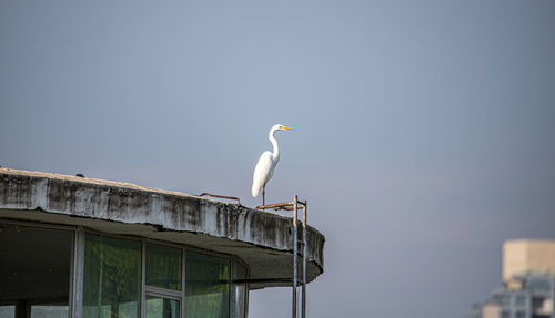 Low angle view of seagull perching on wood against clear sky