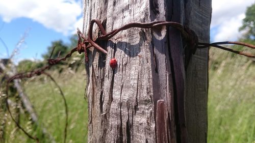 Close-up of lizard on tree trunk against sky
