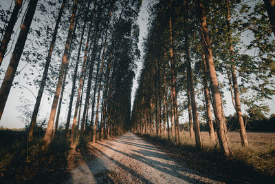 Road amidst trees in forest