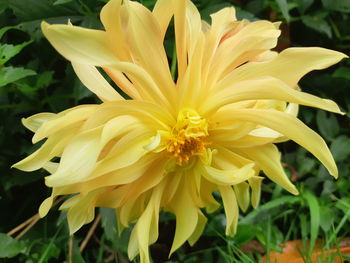 Close-up of yellow flower