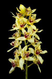 Close-up of yellow flowers against black background