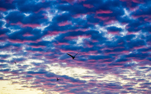 Low angle view of silhouette birds flying in sky