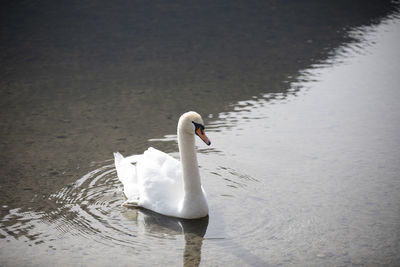 Swan swimming in lake