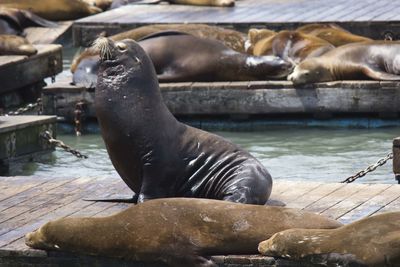 View of sea lion