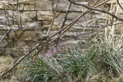 Close-up of bird perching on a field