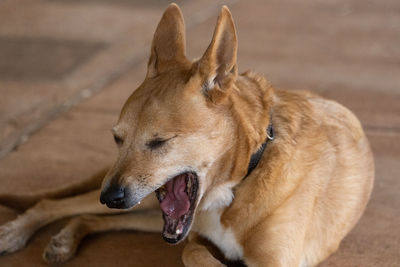 Adorable dixie dingo dog yawning, western australia