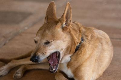 Close-up of dog