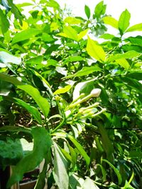 Close-up of fresh green plants