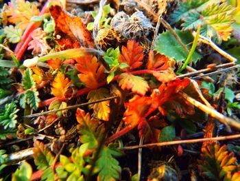 Close-up of maple leaves during autumn