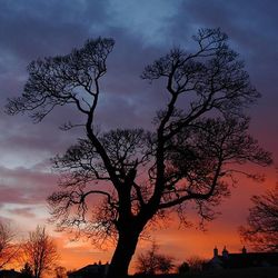 Silhouette of bare tree at sunset