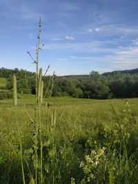 Scenic view of agricultural field against sky