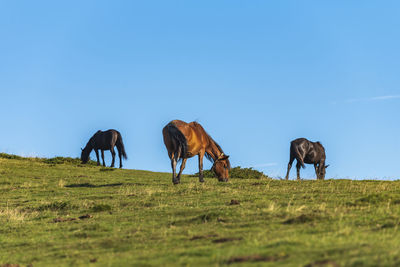 Horses grazing in a field