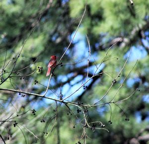 Close-up of insect perching on branch