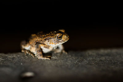 Close-up of lizard on wood