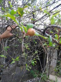 Plants growing on tree