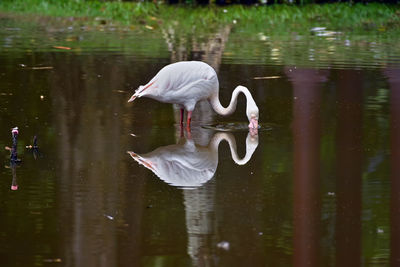 Swan swimming in lake