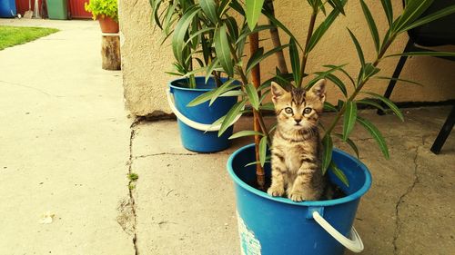 Potted plants in backyard